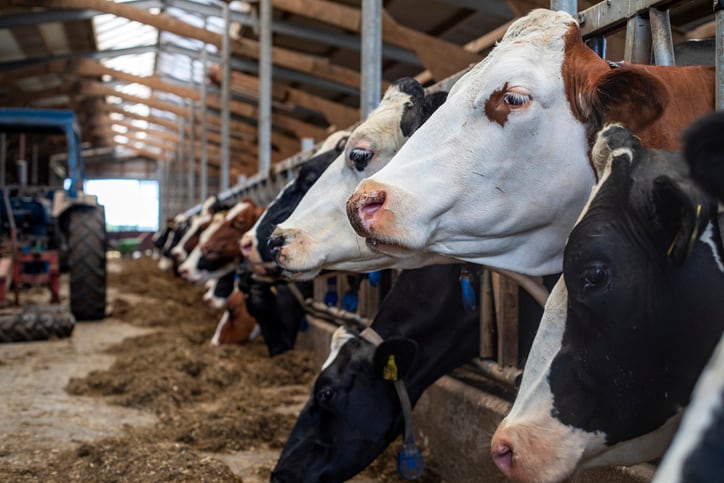 DSM: Dutch dairy cattle trial shows efficacy of methane reducing feed additive