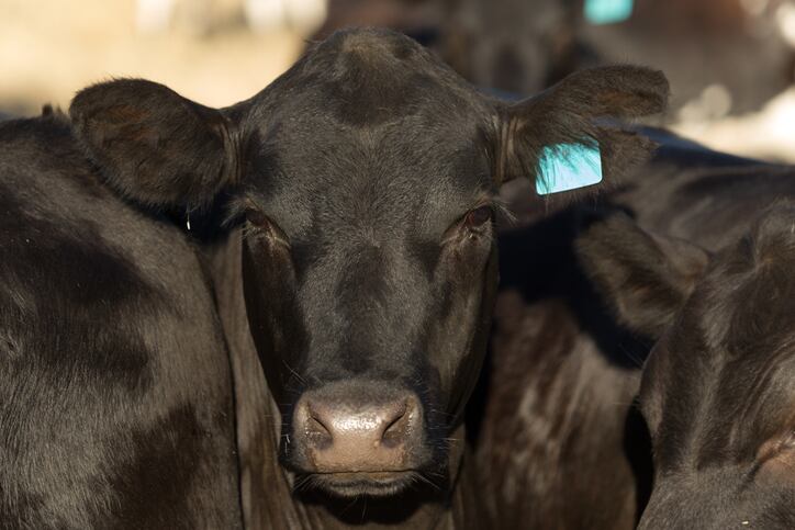 Methane blocker developer CH4 Global aiming to achieve gigaton scale impact before 2030: ‘There is enormous market pull’