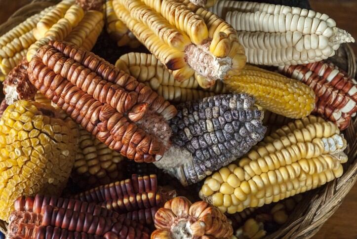 ‘Fast and efficient’: How new near-infrared tech and machine-learning enables on-the-ground chemical testing of agri products