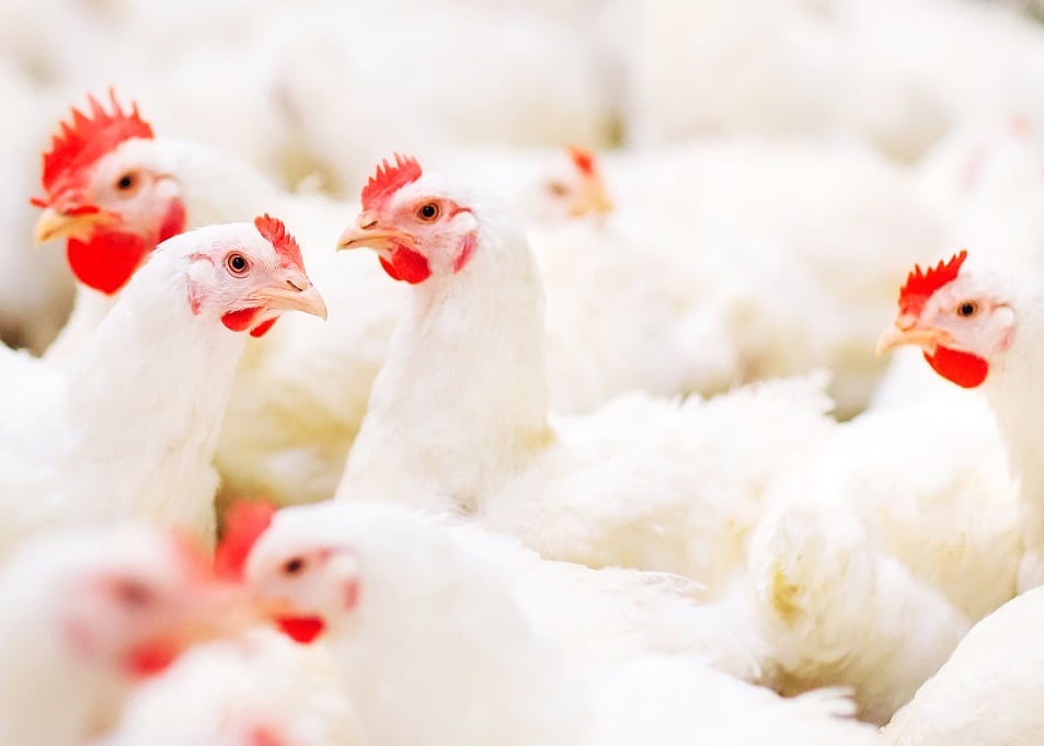 Split-feeding program looks to disrupt conventional approaches to broiler breeder nutrition