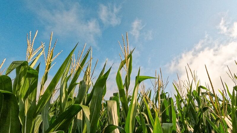 A corn field