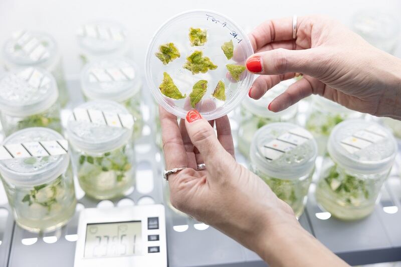 Molecular-farmer-reveals-first-step-to-producing-proteins-in-common-plant-crops.jpg