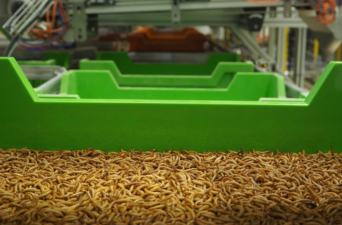 Y-nsect-facility-gets-20m-EU-funding-Protix-opens-doors-to-new-factory.jpg