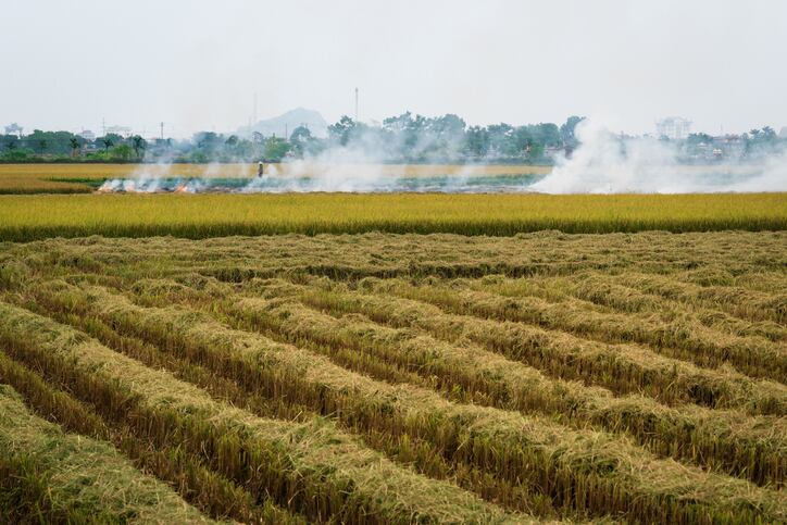 How can rice straw processing become less environmentally damaging?