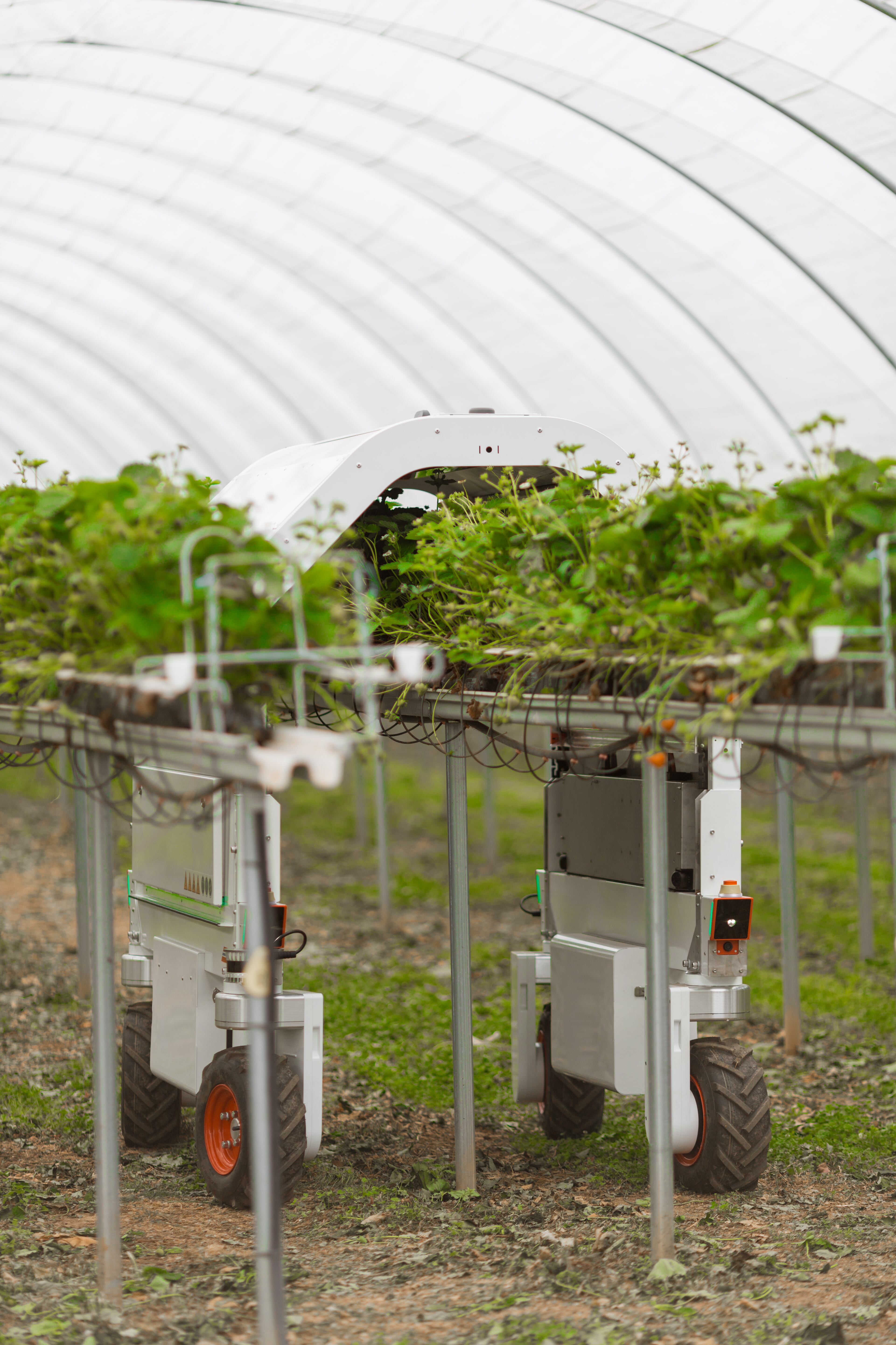 Thorvald robots will capture detailed video data on fruit and flower development. It already treats 20% of the UK’s tabletop berries with UV-C crop protection