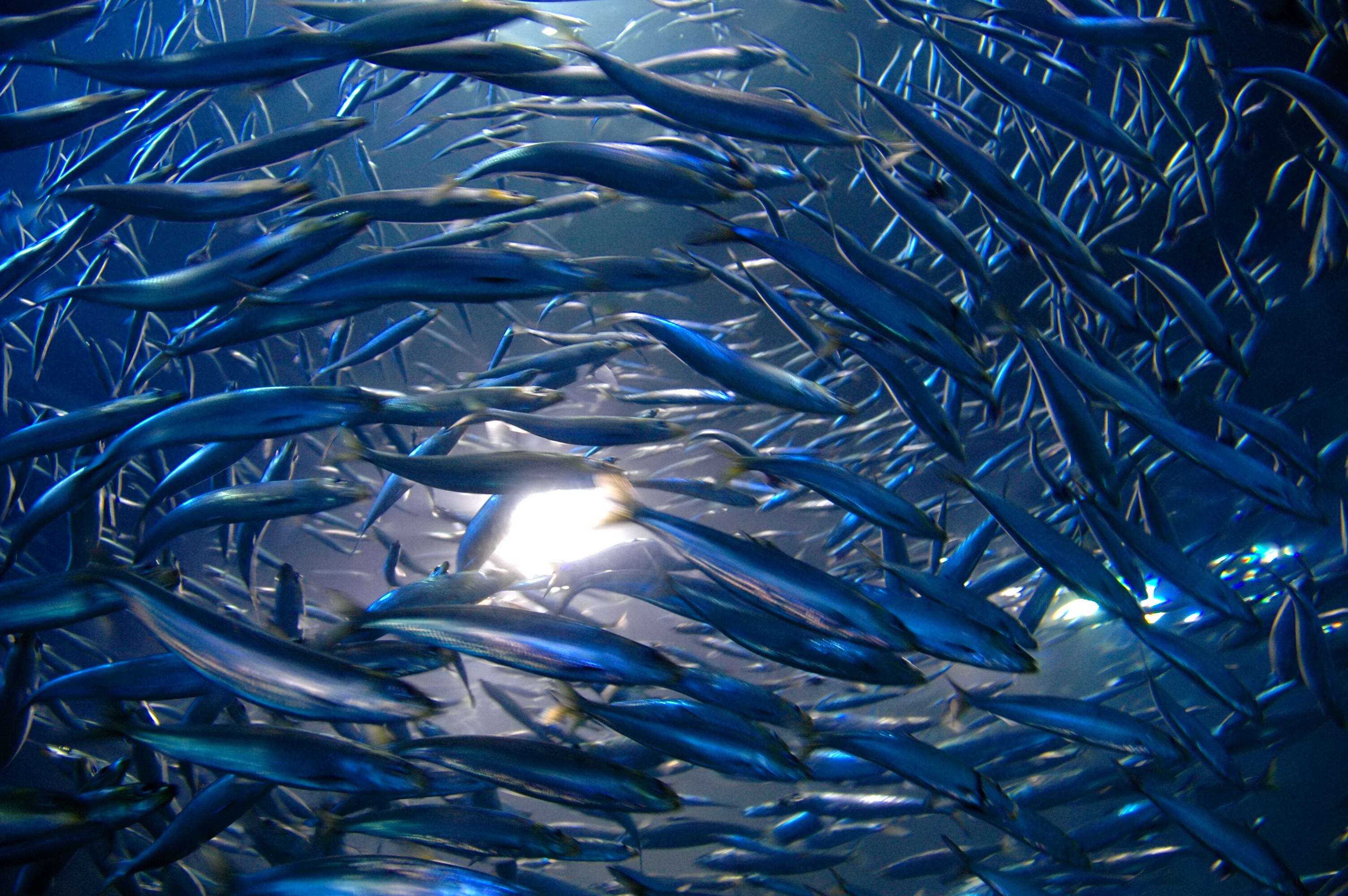 Peru’s robust fishing season boosts global fishmeal supply