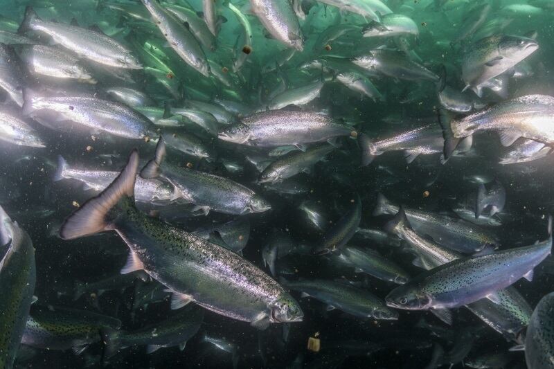 2017-020_Shooting_20170427_salmon_farm_uw_00109_lo-res.jpg