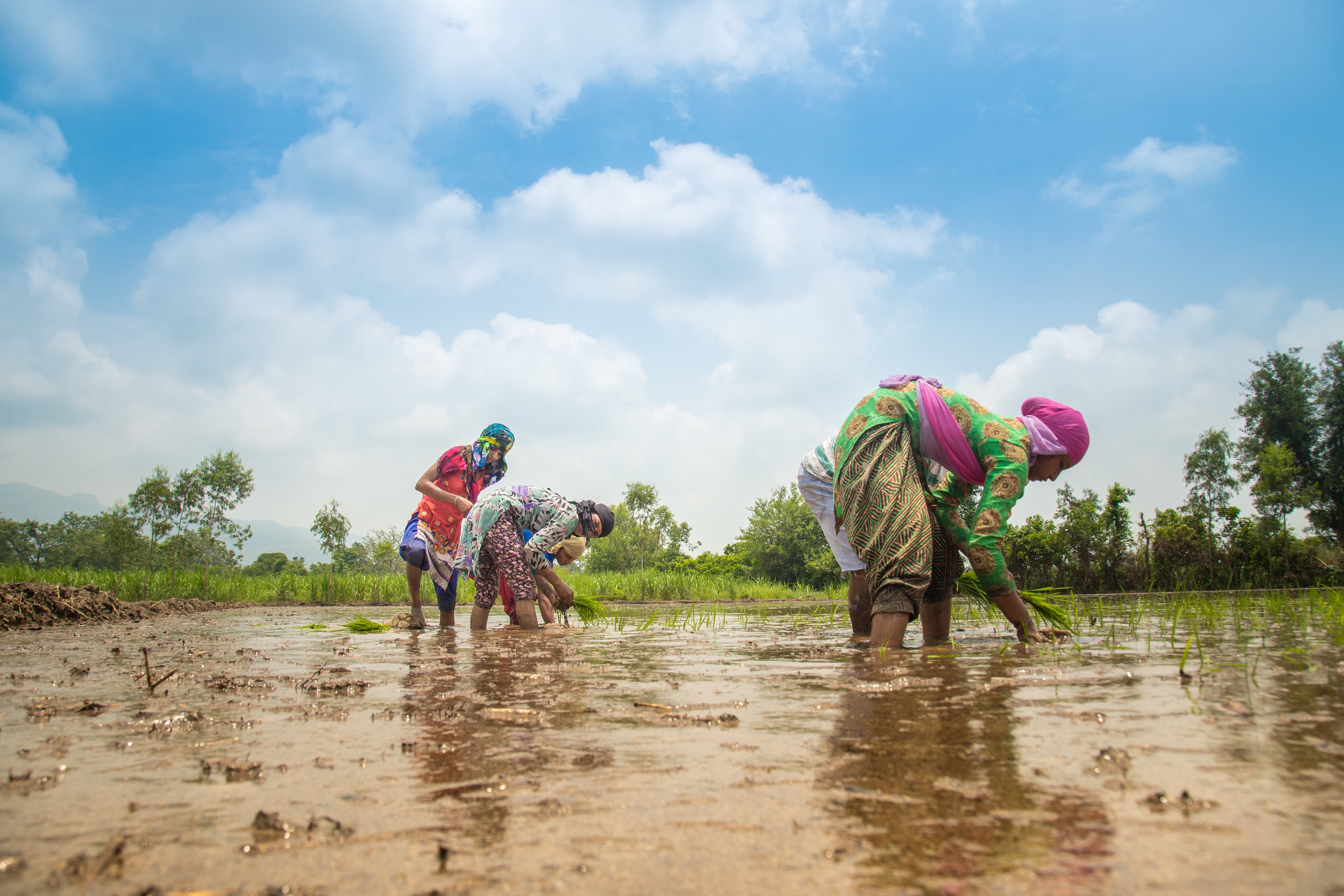 What’s holding back low-carbon rice adoption?