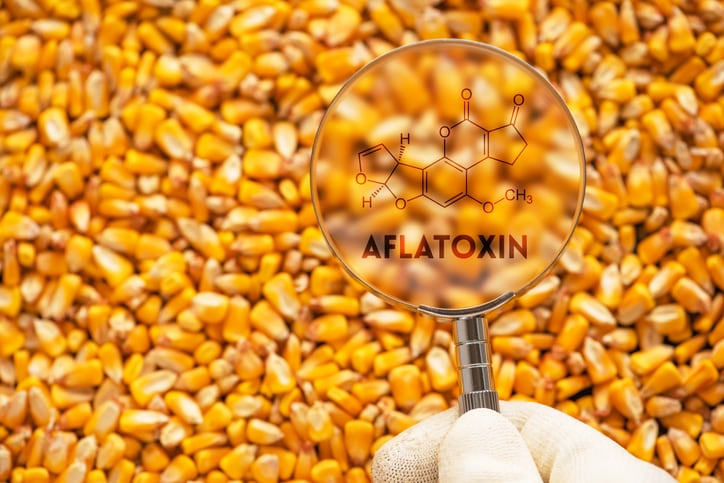 Link between low levels of mycotoxins and bird performance