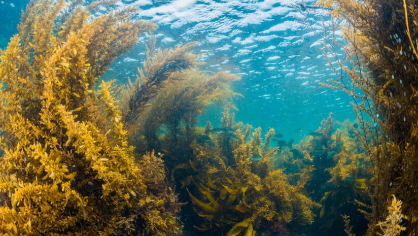 Sulfated polysaccharides may offer broad protection against multiple antibiotics in vitro and ex vivo.