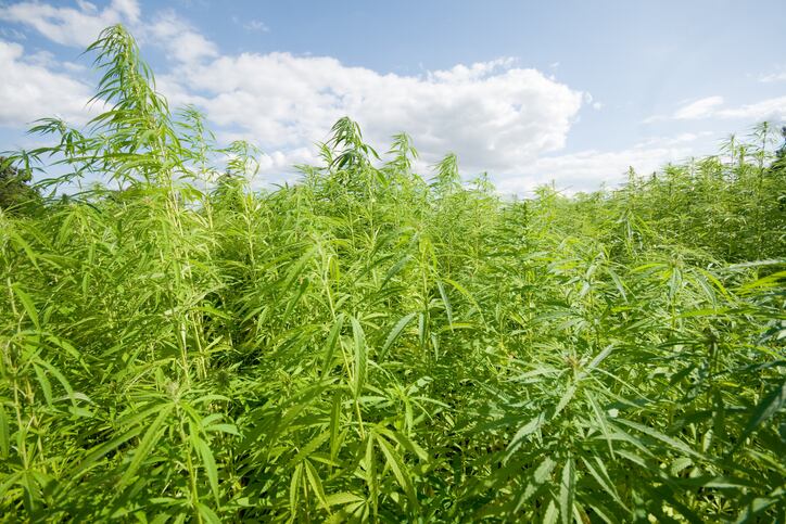 Move on to supercharge Australian hemp industry over next 5 years