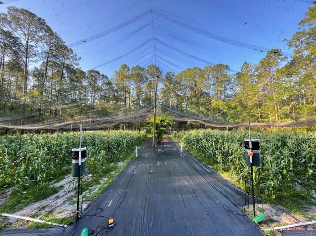Researchers-investigate-effectiveness-of-laser-scarecrows.jpg