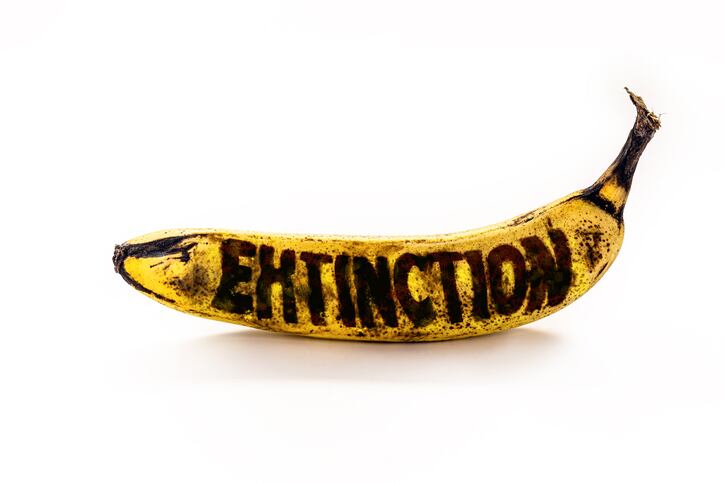 Rapid-detection-crucial-to-save-bananas-from-panama-disease-scientists-warn.jpg