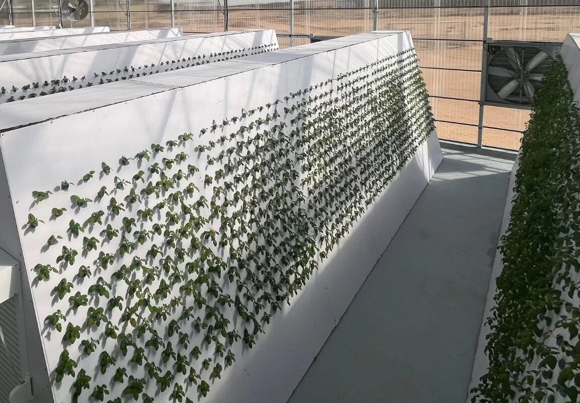 Airponix targets Australia move to tackle Asia’s shortage of high-quality potato seeds
