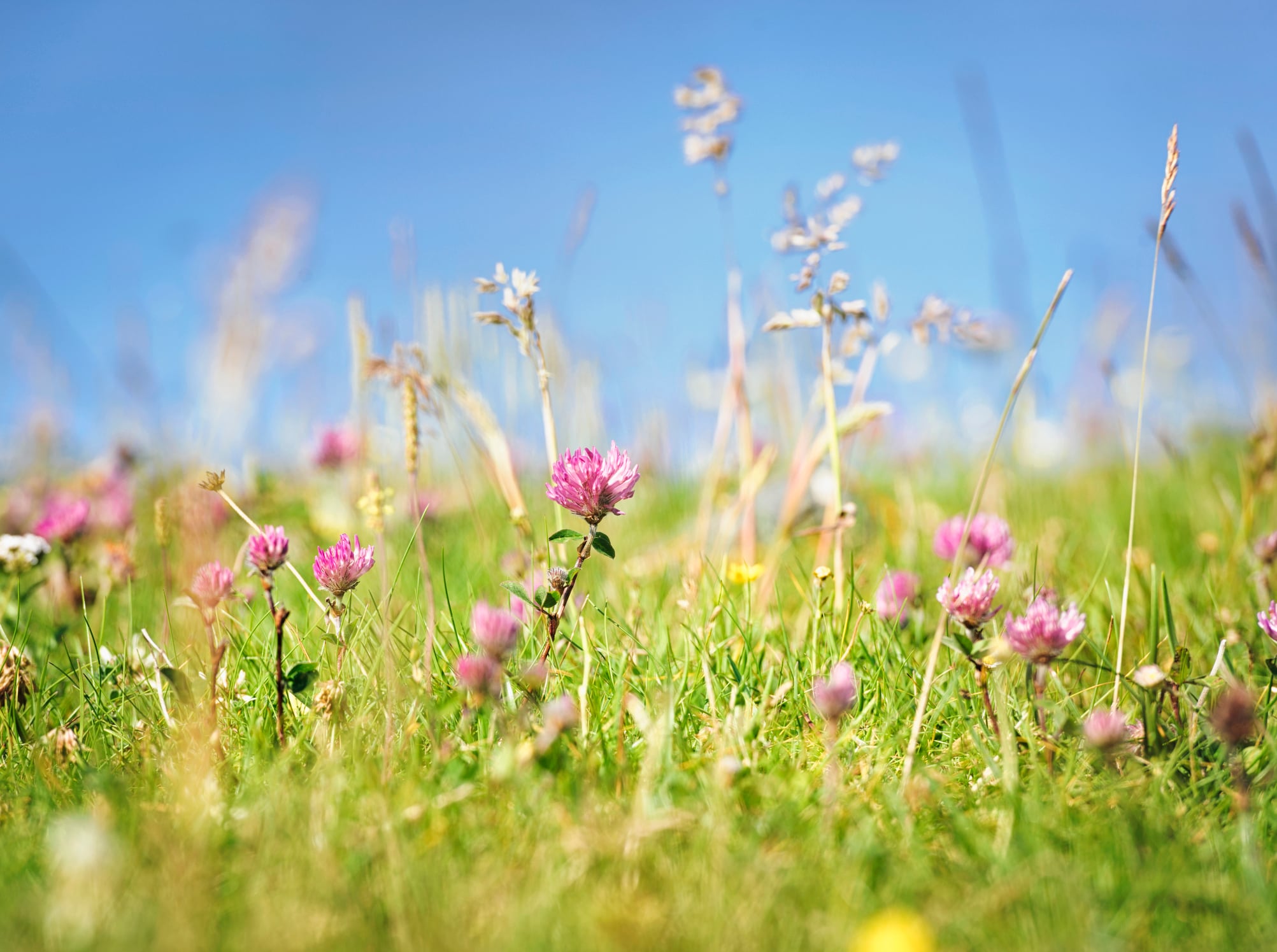 Nature-friendly farming may require subsidies to become profitable