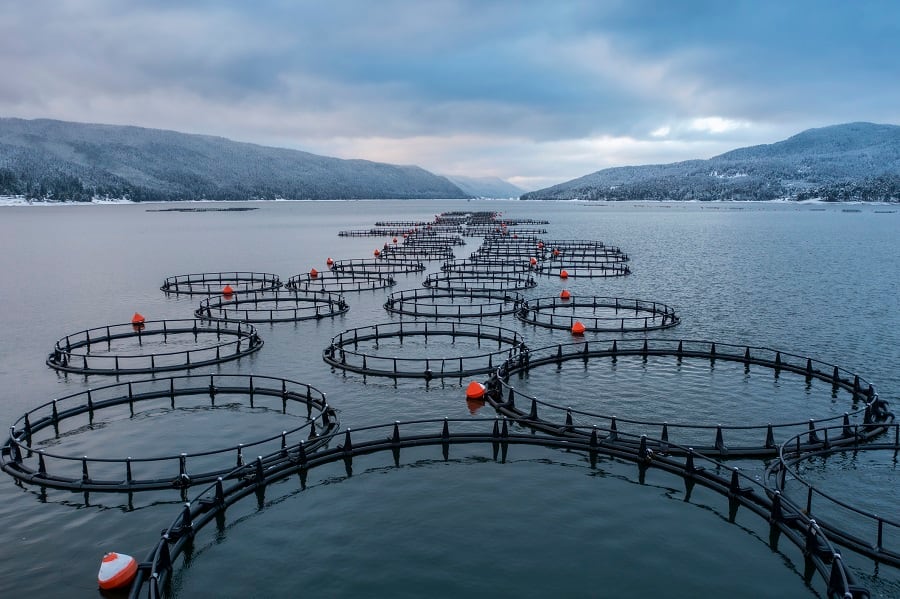 Aquaculture-Stewardship-Council-focuses-on-building-education-around-sustainably-sourced-seafood-in-US.jpg