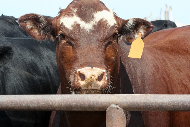Symbrosia and Cattlemen’s Heritage team up against livestock methane