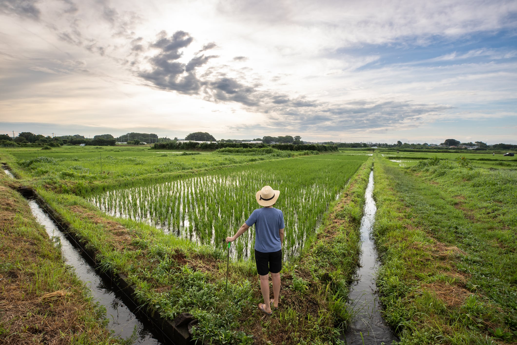 ‘An urgent need’: Global Methane Hub commits $30m to find new ways to reduce rice emissions