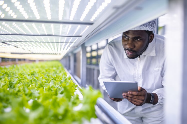 Plant breeding for CEA: Can innovation be fast-tracked to boost yields and quality?