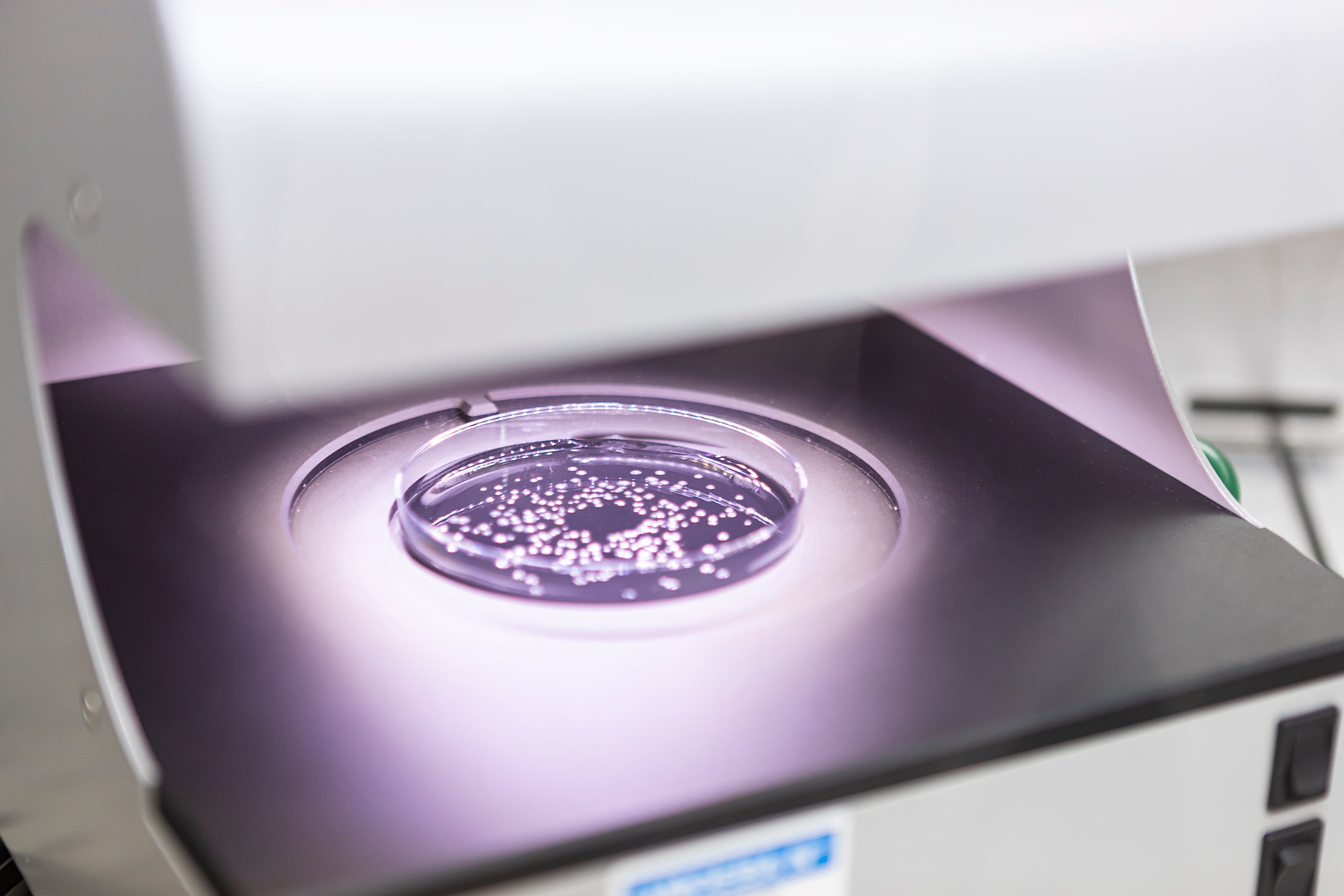 Syngenta will commercialise an amoeba-derived bio-fungicide developed by French company Amoéba.