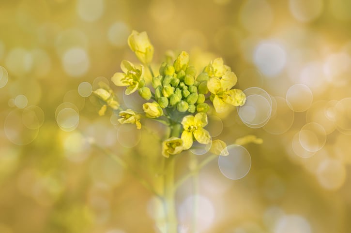 Yield10: Camelina seed offers huge promise beyond biodiesel sector