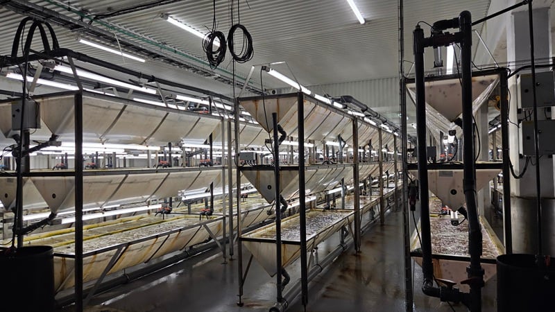 Aurora Abalone's facility