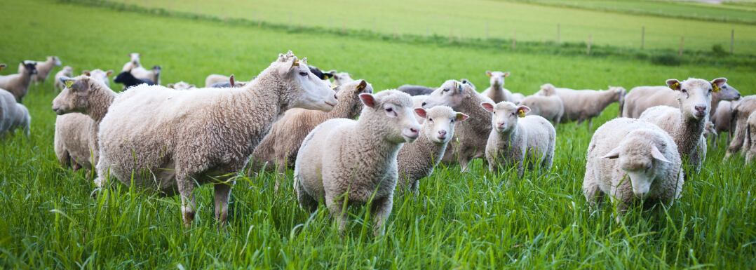 Biostimulant-by-products-to-enhance-agricultural-circular-economy.jpg