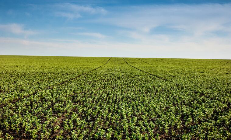 Researchers awarded $2.7m to develop faba bean