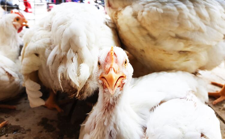 Alternatives sought to fishmeal use in broiler feeds in developing markets 