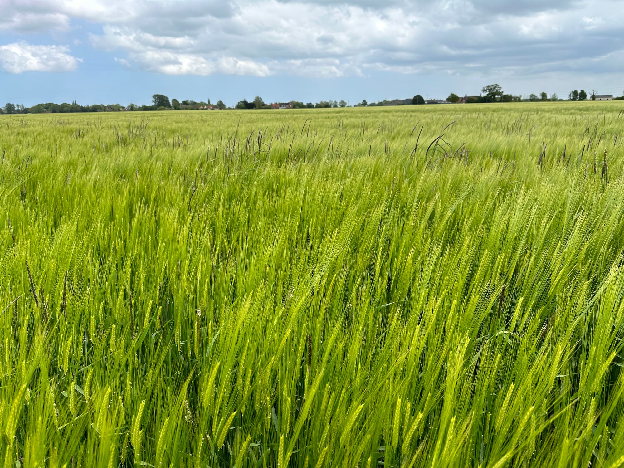 Black-grass is one of the most persistent and costly weeds affecting UK cereal farmers.