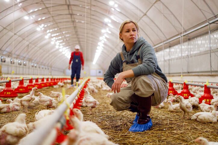 Debate-heats-up-over-higher-welfare-chicken-production-impacts.jpg