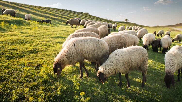 Agricultural-bodies-create-sheep-welfare-group.jpg