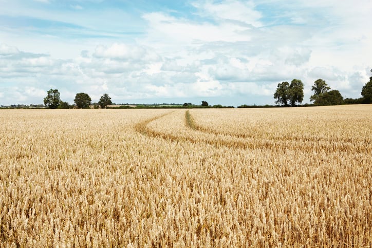 WASDE-Higher-global-wheat-stock-forecast.jpg