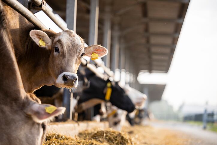 Bluetongue: Efforts intensify to tackle virus as it hits Europe ‘with a vengeance’