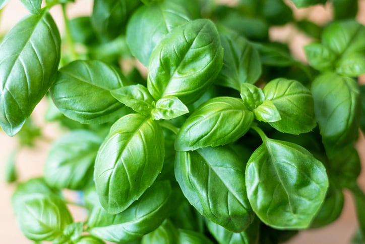 Wood distillate can boost basil growth, counter bio-plastic setbacks: Italian study