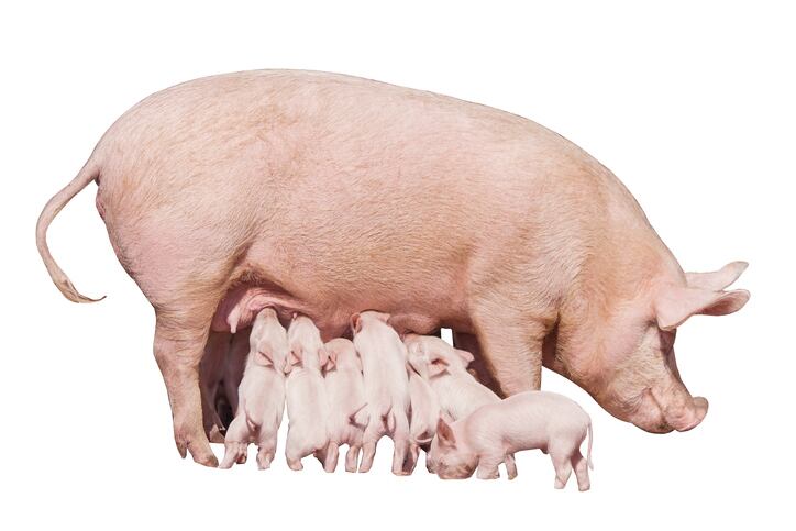 Fermented bamboo fiber can boost immunity and gut health in sows and piglets