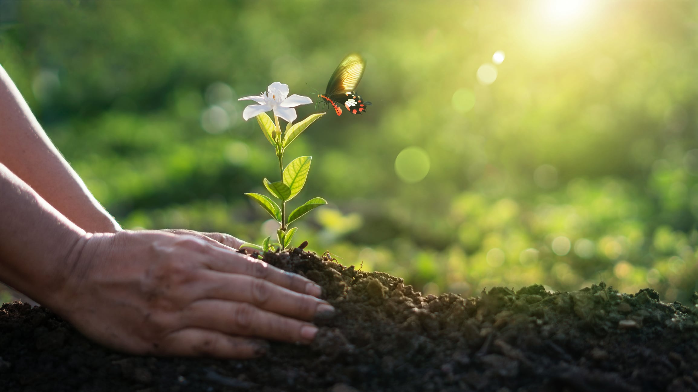 Gut feeling: How gut microbiota may help improve agri-food sustainability and waste management
