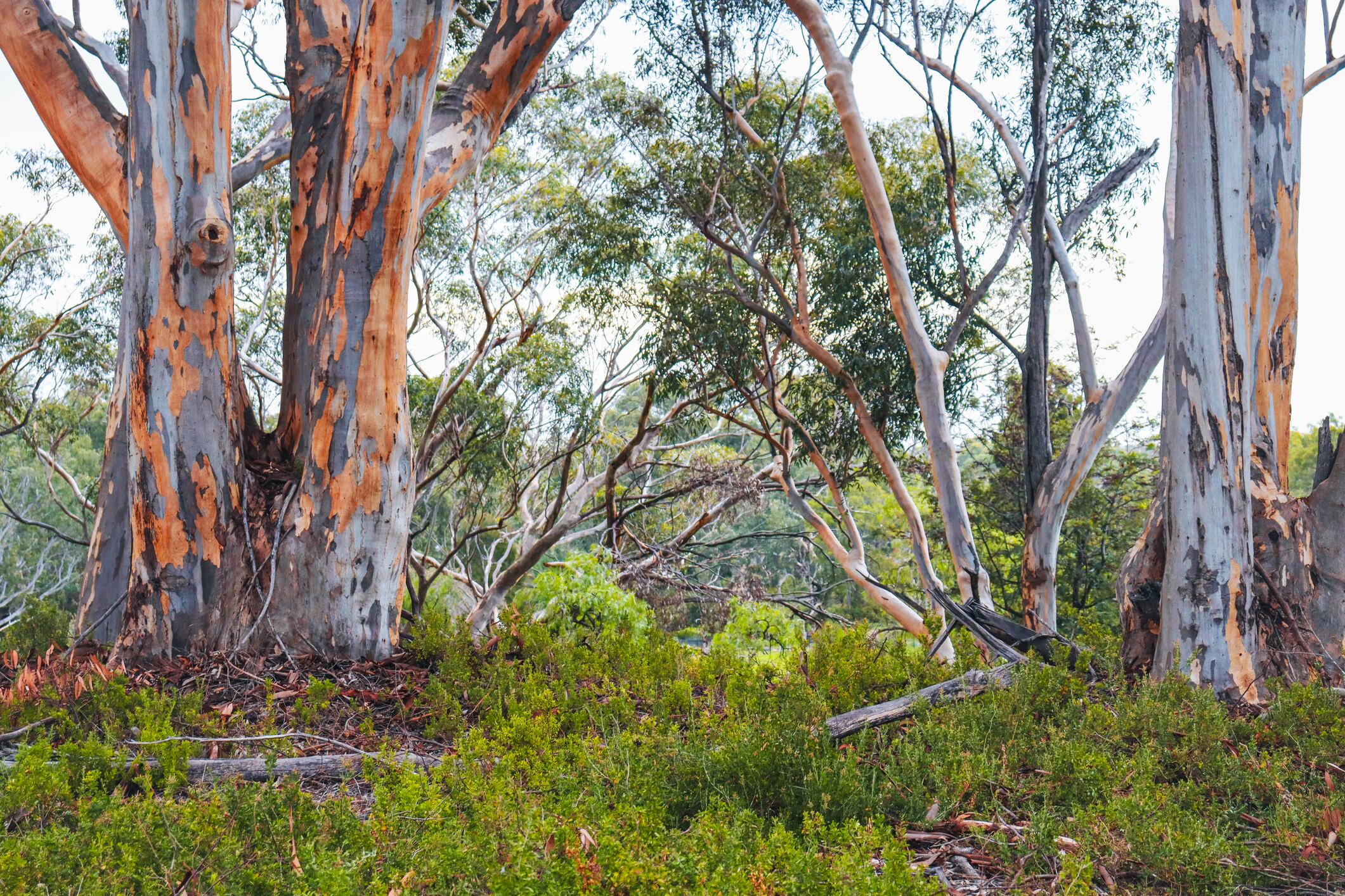 UK-based Cibus Carbon is making a strategic bet on the nature-based carbon market down under.