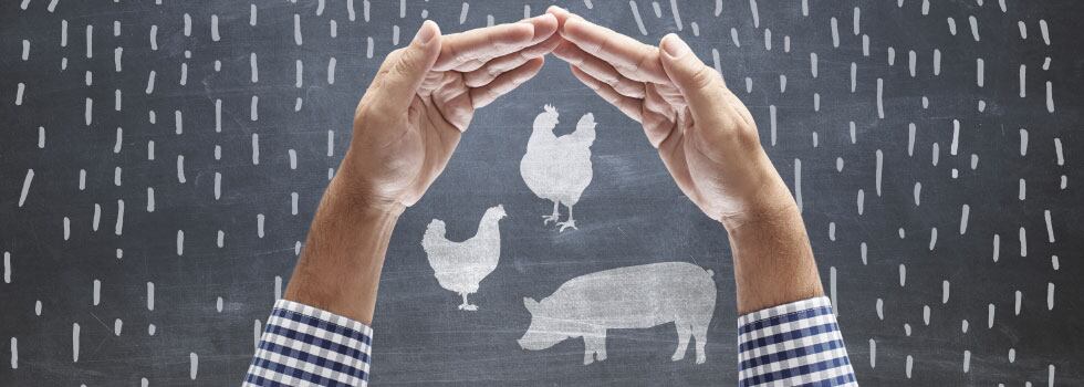 Water-soluble-probiotics-vs-AGPs-the-changing-landscape-of-poultry-farming.jpg
