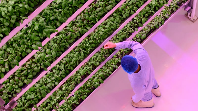 Bright shoots: APAC firms capturing ‘niche but sizeable’ market amid CEA and vertical farming downturn
