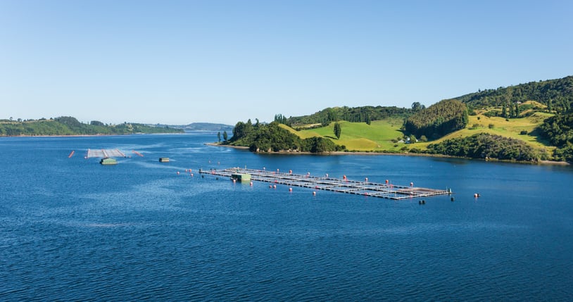 Alleged-management-failings-at-reduction-fisheries.jpg
