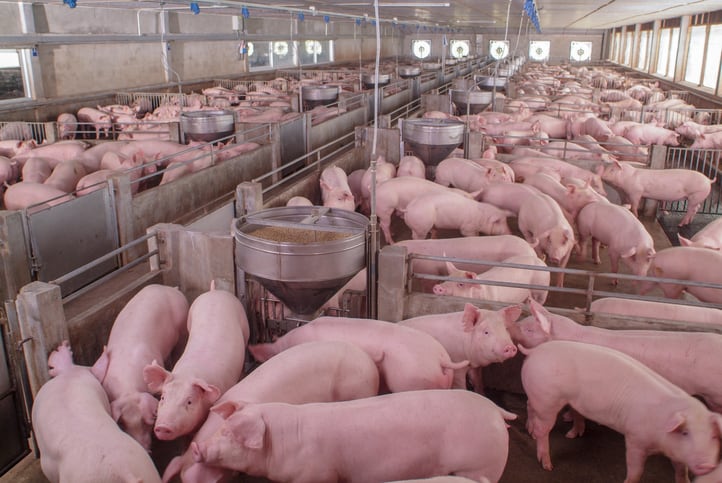 US hog industry faces oversupply challenge: Smithfield to end grower contracts in Utah