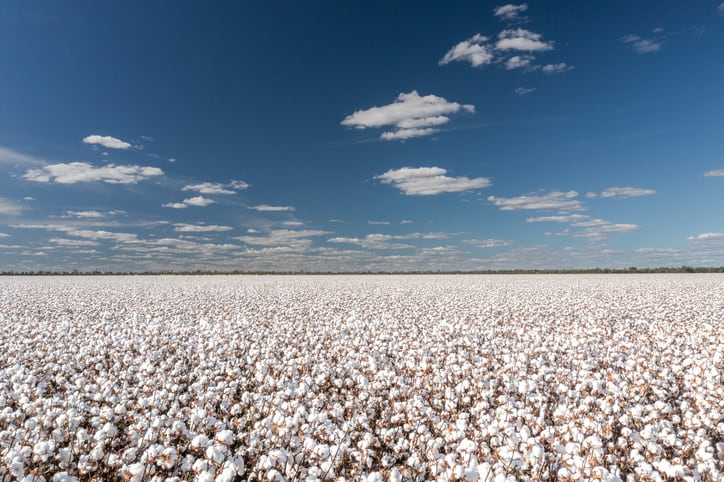 ‘World’s first cotton’ quality model to aid farmers unveiled