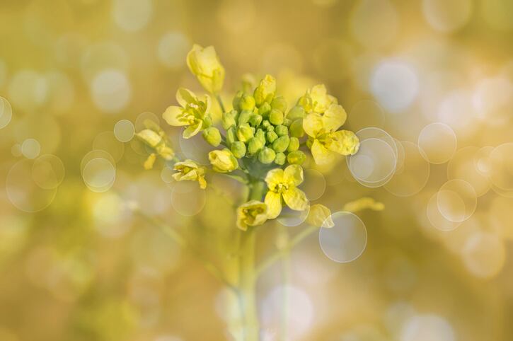Yield10 camelina cultivation program on track: Target markets include biofuels, aquaculture and PHA bioplastics