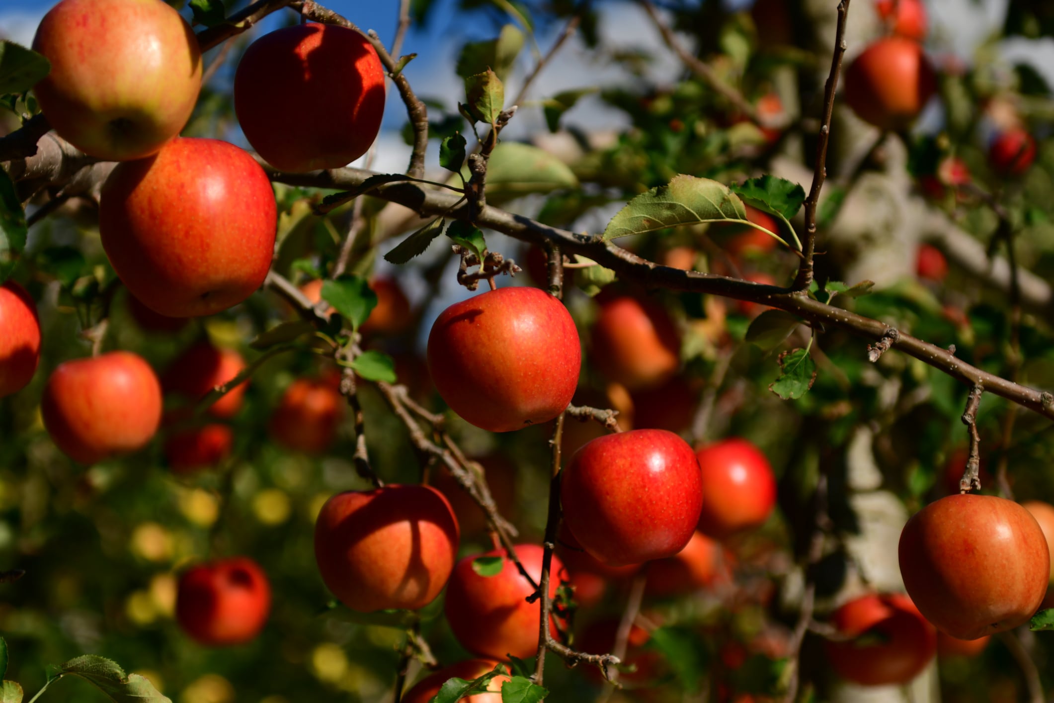 Apple is a sweet, edible fruit, which is harvested in late summer or autumn.