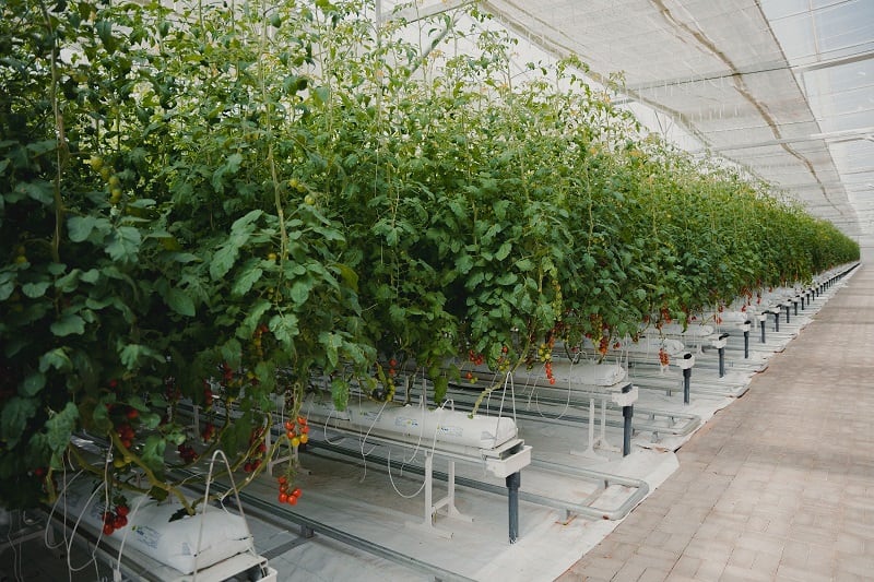 Iyris gets $16m to scale tech for ‘underserved’ growers in harsh conditions