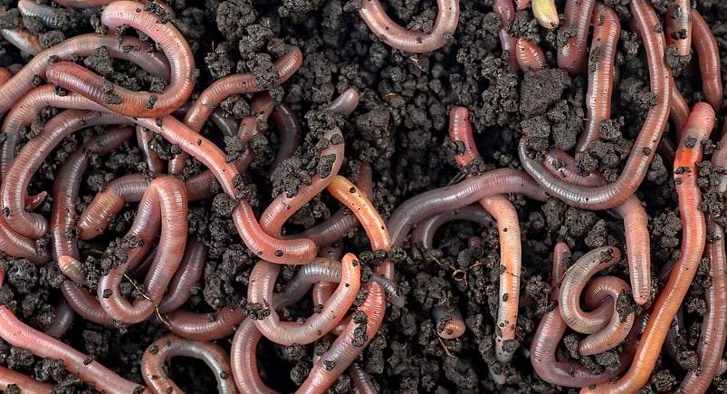 Starbucks is is using worms to recycle coffee grounds and turn them into fertiliser