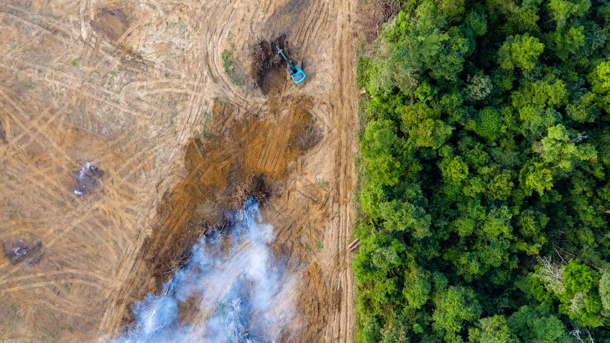 Targeted policy needed to ensure zero-deforestation commitments reduce global oil palm area