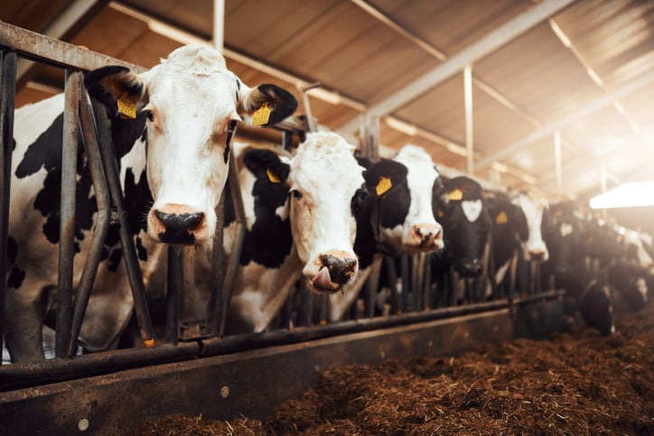 FrieslandCampina dairy farmers earn €245m for sustainability milestones  