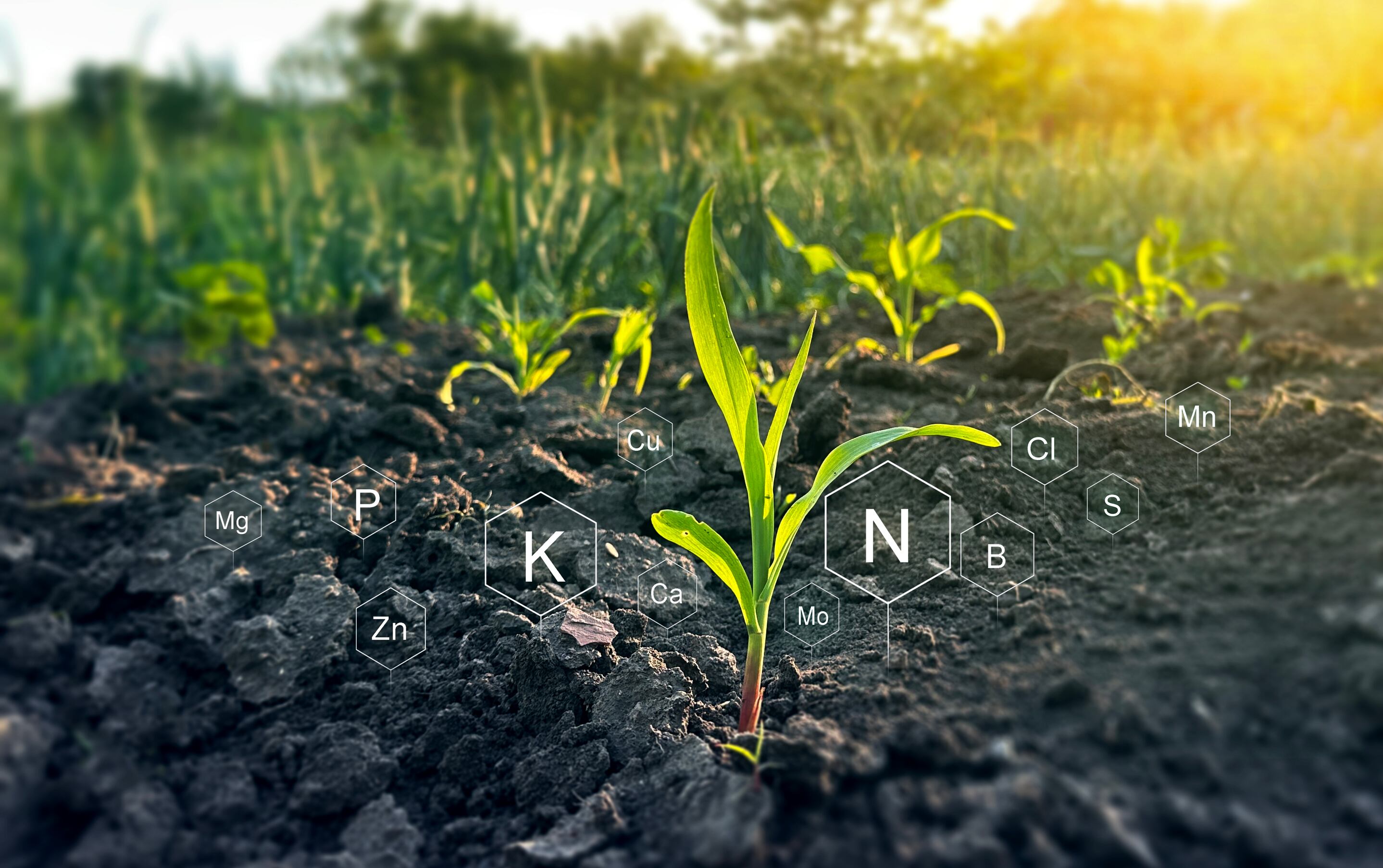 Ostara’s unique mineral formulation only releases phosphorus in the presence of plant roots — dramatically improving efficiency and slashing runoff.